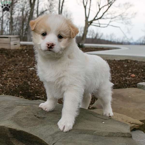 Honey, Shih-Poo Puppy